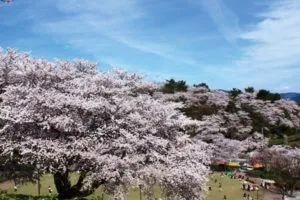 越前陶芸村しだれ桜まつり