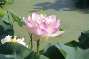 花はす公園