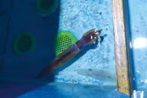 生け簀で泳ぐイカ